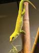 Phelsuma Grandis Großer Madagaskar Taggecko